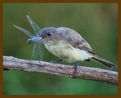 eastern phoebe-9-2-12-323b.JPG