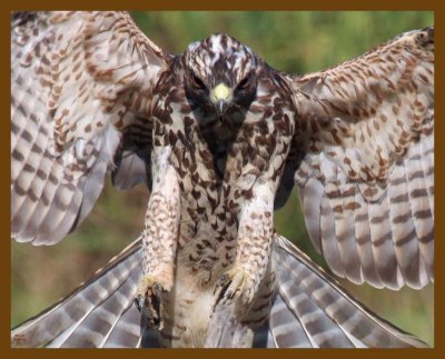 red-shouldered hawk-9-4-12-560b.JPG