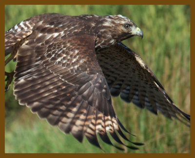 red-shouldered hawk-9-4-12-643b.JPG