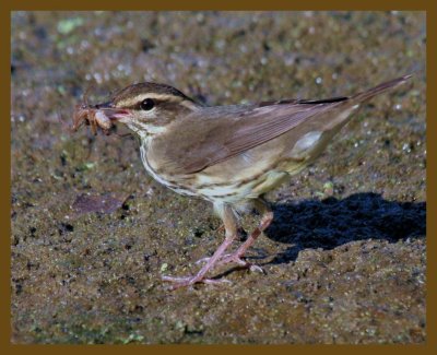 louisiana waterthrush-9-7-12-209b.JPG