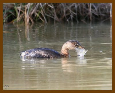 pied-billed grebe 12-21-07 4c96b.jpg
