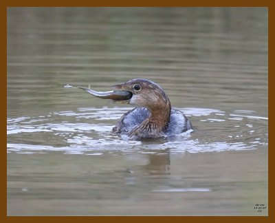 pied-billed grebe 12-21-07 4c68b.jpg