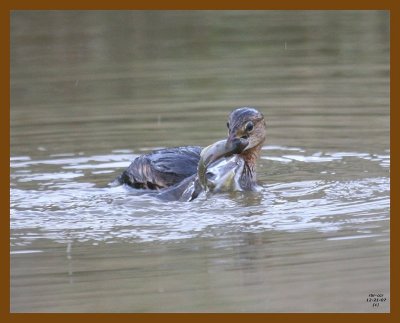 pied-billed grebe 12-21-07 4c66b.jpg