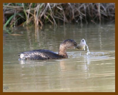 pied-billed grebe 12-21-07 4c94b.jpg