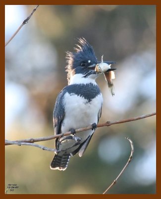 belted-kingfisher 12-24-07 4c99b.jpg