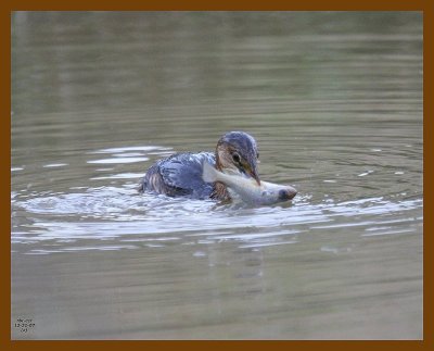 pied-billed grebe 12-21-07 4c64b.jpg
