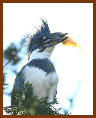 belted-kingfisher 12-24-07 4c37b.jpg