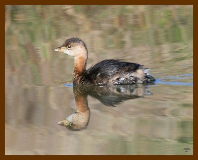 pied-billed grebe 12-23-07 4c64b.jpg