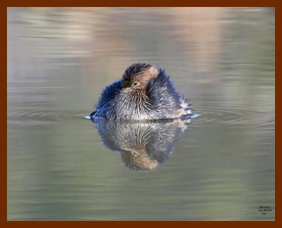 pied-billed grebe 12-24-07 4c67b.jpg