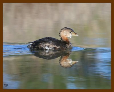 pied-billed grebe 12-23-07 4c50b.jpg