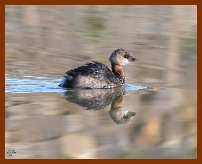 pied-billed grebe 12-24-07 4c78b.jpg