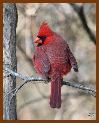 cardinal 12-29-07 4c24b.jpg