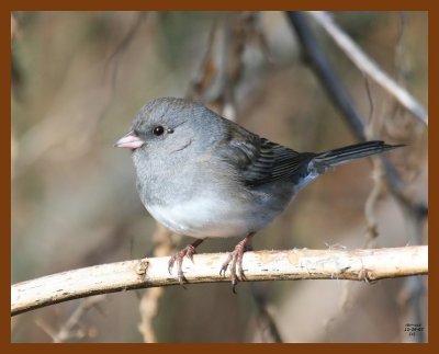 junco 12-29-07 4c13b.jpg