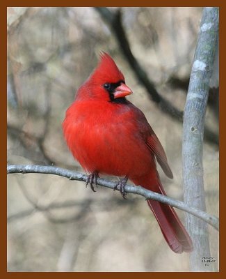 cardinal 12-29-07 4c20b.jpg