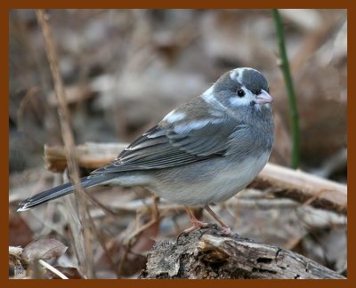 junco-oc 1-4-08 4c79b.jpg