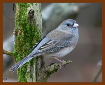 junco 1-5-08 4c68b.jpg