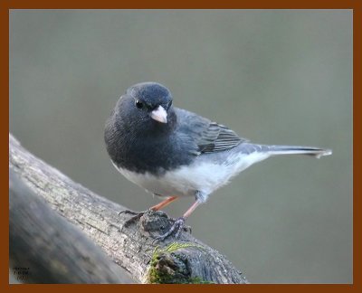 junco 1-6-08 4c92b.jpg