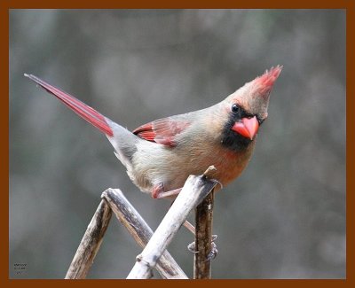 cardinal 1-7-08 4c19b.jpg