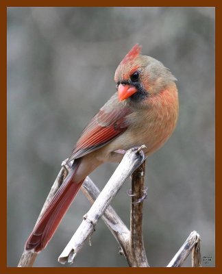 cardinal 1-7-08 4c57b.jpg