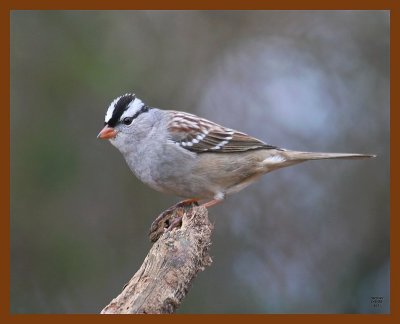 white-crowned sparrow 1-5-08 4c75b.jpg