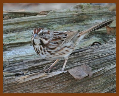 song sparrow 1-9-08 4c53b.jpg