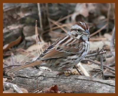 song sparrow 1-5-08 4c84b.jpg
