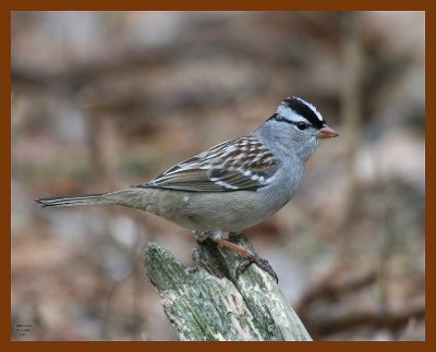 white-crowned sparrow 1-7-08 4c06b.jpg