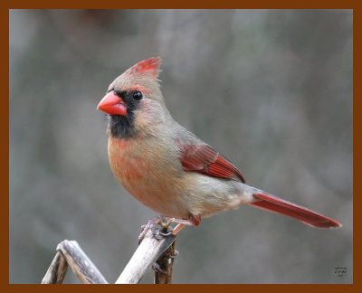 cardinal 1-7-08 4c25b.jpg