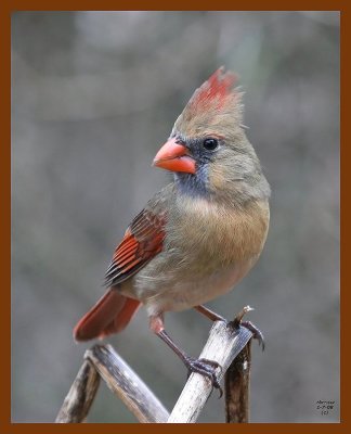 cardinal 1-7-08 4c01b.jpg