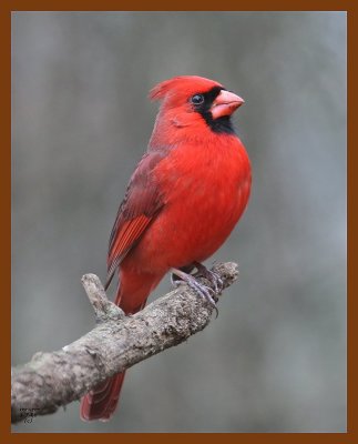 cardinal 1-7-08 4c73b.jpg