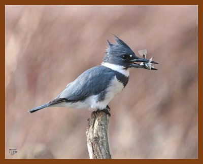 belted-kingfisher 1-10-08 4c08b.jpg