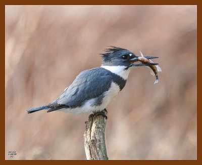 belted-kingfisher 1-10-08 4c13b.jpg