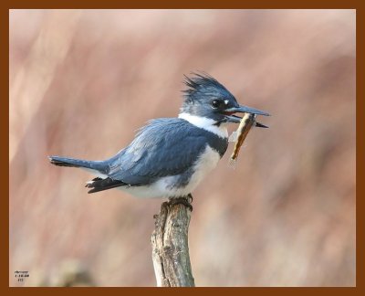 belted-kingfisher 1-10-08 4c19b.jpg