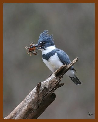 belted-kingfisher 1-12-08 4c00b.jpg