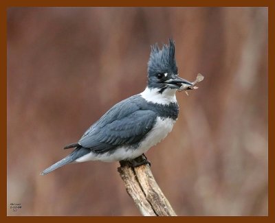 belted-kingfisher 1-12-08 4c38b.jpg