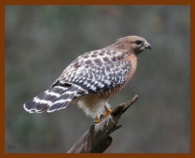 hawk-red-shouldered 1-12-08 4c82b.jpg