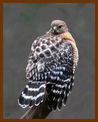 hawk-red-shouldered 1-12-08 4c81b.jpg