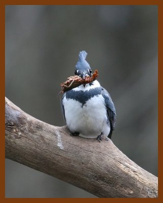 belted-kingfisher 1-16-08 4c82b.jpg