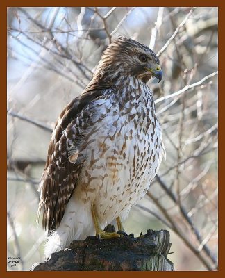 hawk-red-tailed 1-9-08 4c08b.jpg