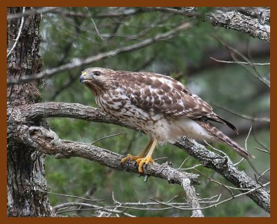 hawk-red-tailed 1-17-08 4c43b.jpg