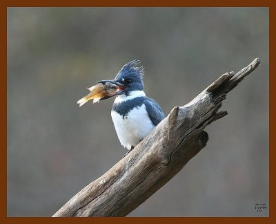 belted-kingfisher 1-10-08 4c94b.jpg