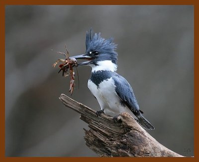 belted-kingfisher 1-16-08 4c34b.jpg