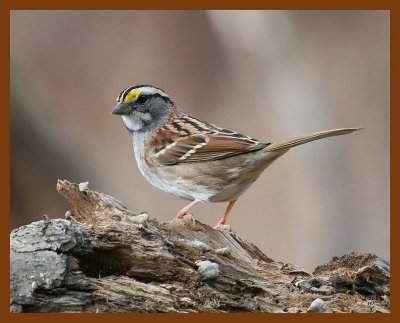 white-throated sparrow 1-21-08 4c11b.jpg