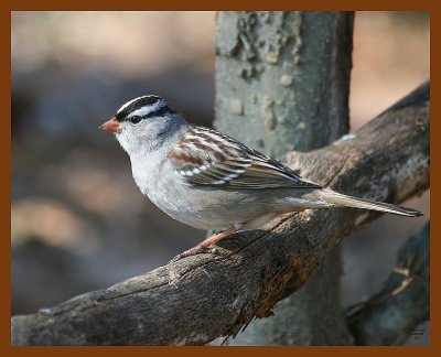 white-crowned sparrow 1-8-08 4c77bf.jpg