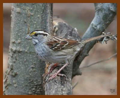 white-throated sparrow 1-7-08 4c69bf.jpg