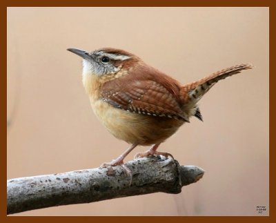 carolina wren 1-16-08 4c33b.jpg