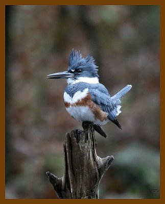 belted-kingfisher 11-26-07 4c00b.jpg