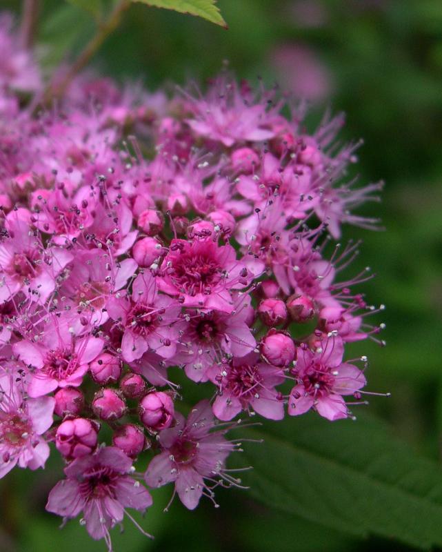 flowers02