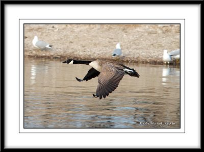_DSC0350crop.jpg