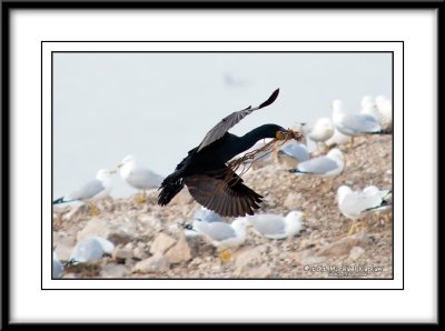 _DSC0393crop.jpg